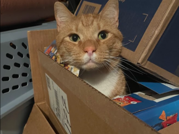 Cookie, Cat