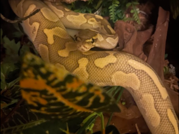 Calcifer, Ball Python