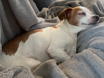 Tilly, Dog