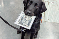 Request Quote: Custom Pet Portraits - Nationwide