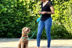Request Quote: Good Pup Academy - Bilingual Dog Obedience Training - Vallejo, California