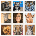 Darcy Walker Pet Portraits and Animal Art - Nationwide