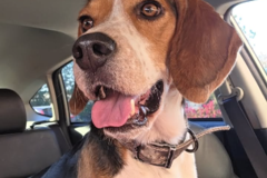 Request Quote: Bear Creek Hound Transport | Pet Transportation - Nationwide