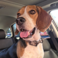 Bear Creek Hound Transport | Pet Transportation - Nationwide
