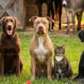 Holistic Pet Nutrition and Wellness Consultant - Nationwide