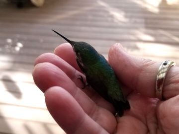 A little Reiki for a dazed hummer
