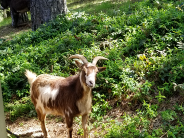 Our cute goat boy loved Reiki!