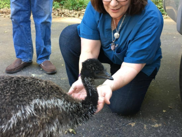 Meeting a baby emu!