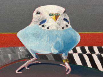 Blue Budgie on Knee