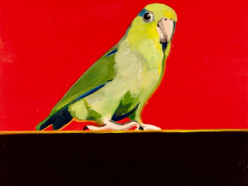 Green Pacific Parrotlet 