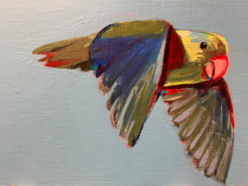 Flying Parrotlet