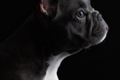 Request Quote: The Pawtrait Studio - Dog and Cat Photographer - Miami Lakes, FL