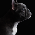 The Pawtrait Studio - Dog and Cat Photographer - Miami Lakes, FL