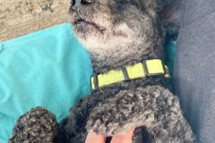 Pet nanny for flights - Winslow, ME