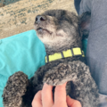 Pet Nanny For Flights - Nationwide