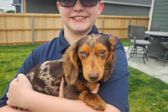 Request Quote: Dookie Dispatch Pet Waste Removal - Wichita, KS