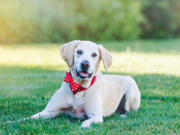 Pet Photographer San Ramon, CA