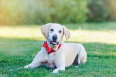 Request Quote: Pooja Photography- Professional Pet Photographer - San Ramon - San Ramon, CA
