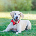 Pooja Photography- Professional Pet Photographer - San Ramon - San Ramon, CA