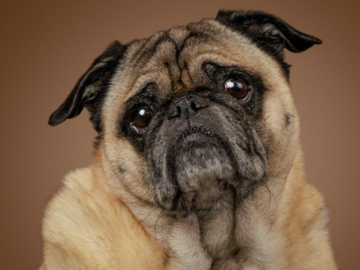 Professional Pet Photography of a Pug