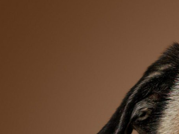 Professional pet photography of a pug