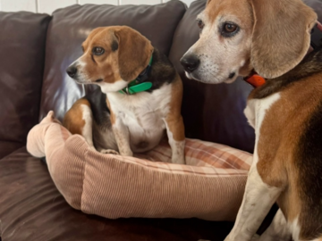 Kai & Kona