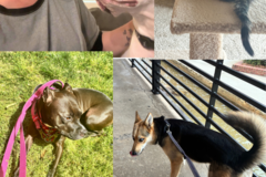 Request Quote: Walk and Dog Train With Drop In Visits - Durham, NC