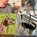 Walk and Dog Train With Drop In Visits - Durham, NC