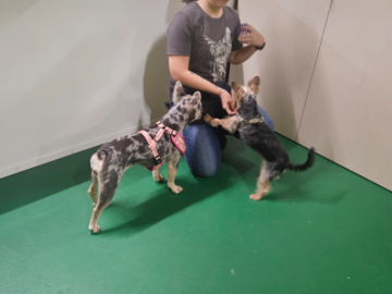 Lola, Dandy, and Jasmine