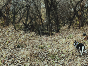K9 Jett finds Rex 7 miles from home.