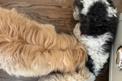 Request Quote: Empowering Pet Health Through Nutrition  - Nationwide