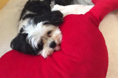 Request Quote: Empowering Pet Health Through Nutrition  - Nationwide