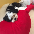 Empowering Pet Health Through Nutrition  - Nationwide