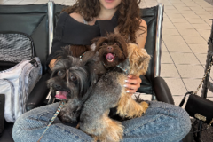 Request Quote: Angel Flights Reliable Pet Nannies - Nationwide