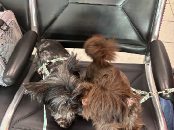 Pups rest between flights. 