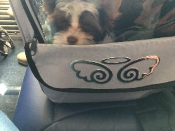 Puppy ready to fly with nanny Cheryl