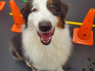 Trace, my Australian Shepard