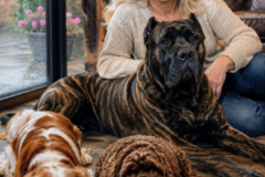 Request Quote: "Pet Transport & Flight Nanny" - Nationwide