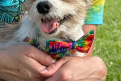 Request Quote: Companion Animal Communicator and Death Doula  - Nationwide