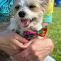 Companion Animal Communicator and Death Doula  - Nationwide