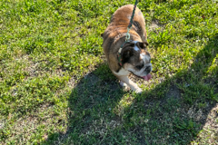 Request Quote: Professional Pet Transporter | Ground & Air | USDA - Nationwide