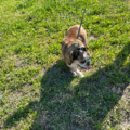 Professional Pet Transporter | Ground & Air | USDA - Nationwide