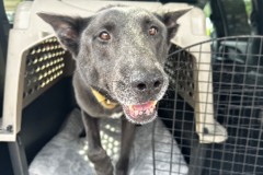 Request Quote: Professional Pet Transporter | Ground & Air | USDA - Nationwide