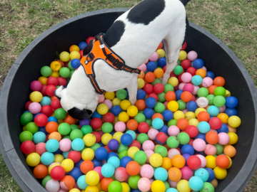 My shelter friend Enero (now adopted) doing sniff work in the ball pit.