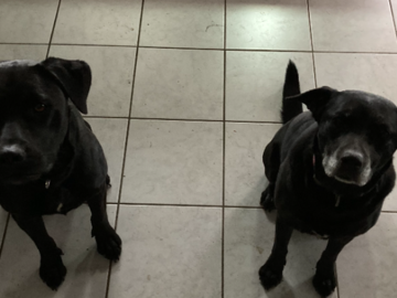 My lab mixes Millie (left) and Pepper (right)