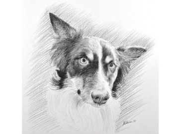 a dog pet