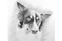Request Quote: Custom Charcoal Pet Portraits - Nationwide