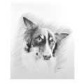 Custom Charcoal Pet Portraits - Nationwide