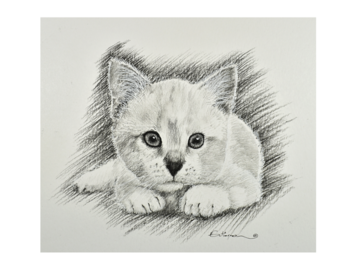 Kitten