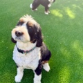 Bentonville Pet Care - In Home Sitting | Cat Drop Ins - Bentonville, AR